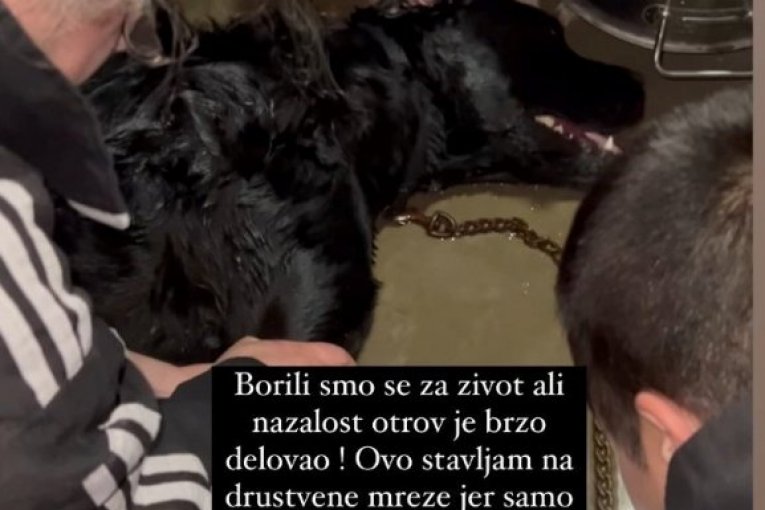 MC Stojanu otrovali psa