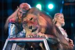 INTERVENISAO KAKO BI ZAUSTAVIO SUKOB LAVOVA, PA GA NAPAO JEDAN OD NJIH: Izvođača u cirkusu grizao kralj životinja, sve dok se ona nije umešala! (VIDEO/FOTO)