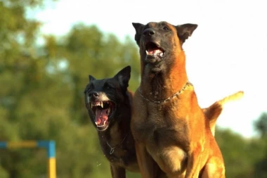 OSMOGODIŠNJE DETE PAS IZGRIZAO DO SMRTI! Horor u Skoplju: Iskrvarilo na putu do bolnice!