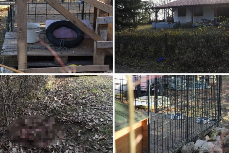 PRETI JOJ DUGA ROBIJA? Danas saslušanje Violete koja je čuvala pse koji su RASTRGLI analitičara