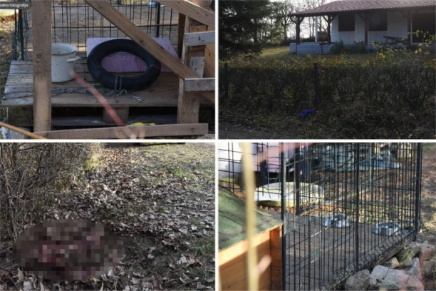 PRETI JOJ DUGA ROBIJA? Danas saslušanje Violete koja je čuvala pse koji su RASTRGLI analitičara