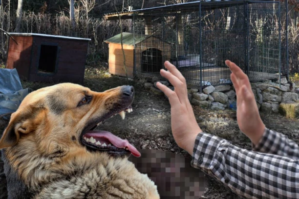 NEMA SPASA OD KRVOLOČNIH PASA: Kada su asocijalni i misle da su ugroženi grizu do smrti! Dreser objasnio koji je najčešći UZROK NAPADA NA ČOVEKA!