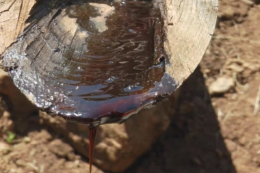 SRBI SE NAVADILI NA ''CRNO ZLATO'' SA ZLATIBORA: Magični lek iz prirode prodaje se kao alva, koriste ga u medicini i farmaciji! (FOTO)