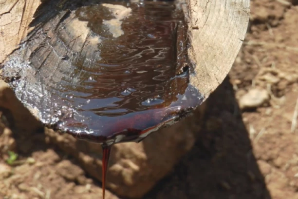 SRBI SE NAVADILI NA ''CRNO ZLATO'' SA ZLATIBORA: Magični lek iz prirode prodaje se kao alva, koriste ga u medicini i farmaciji! (FOTO)