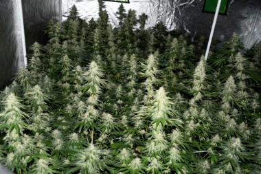 POLICIJA RASKRINKALA UZGAJIVAČE MARIHUANE! Otkrivena laboratorija droge u Beogradu, zaplenjena roba i 10 hiljada evra!