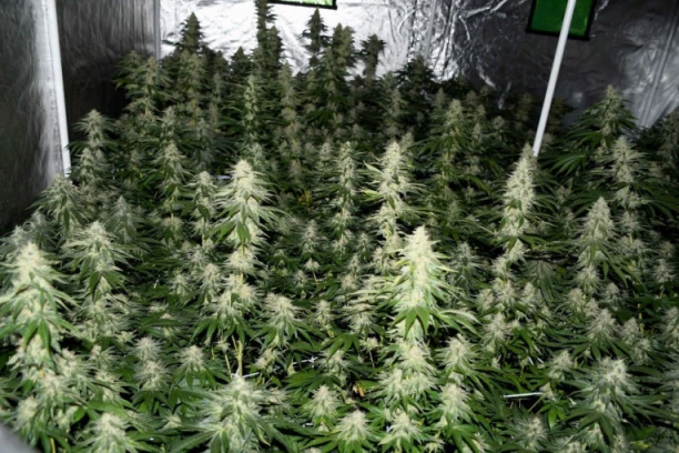 POLICIJA RASKRINKALA UZGAJIVAČE MARIHUANE! Otkrivena laboratorija droge u Beogradu, zaplenjena roba i 10 hiljada evra!