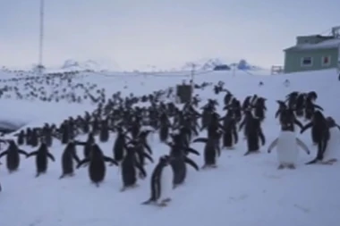 DA LI SU OVO NOVI SAVEZNICI RUSIJE?! Ukrajince napali PINGVINI, za odbranu od INVAZIJE iskopali DUBOKE ROVOVE (VIDEO)