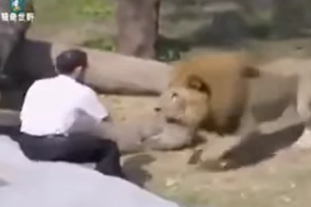 NIJE NI SLUTIO DA ĆE NASTATI HOROR! Sveštenik ušao u lavlji kavez, zver ga NIJE ŠTEDELA! (SNIMAK)