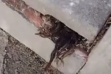 IZ GROBA VIRI LJUDSKA KOSA! Pozadina priče je JEZIVA, a na JEDNOM mestu nikako ne treba sahranjivati pokojnike! (VIDEO)