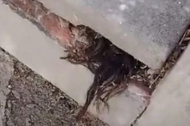 IZ GROBA VIRI LJUDSKA KOSA! Pozadina priče je JEZIVA, a na JEDNOM mestu nikako ne treba sahranjivati pokojnike! (VIDEO)