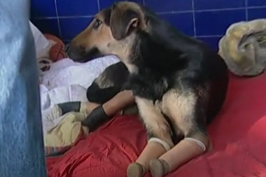 MILI ODSEKLI SVE ČETIRI ŠAPE! Velika tuga: Preminuo pas koji je ujedinio sve Beograđane! (FOTO)