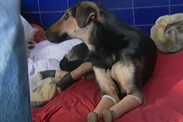 MILI ODSEKLI SVE ČETIRI ŠAPE! Velika tuga: Preminuo pas koji je ujedinio sve Beograđane! (FOTO)