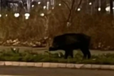 BEŽALA SAM KOLIKO ME NOGE NOSE! Divlja svinja u Beogradu iskočila iz žbunja, pa jurnula ka devojci!