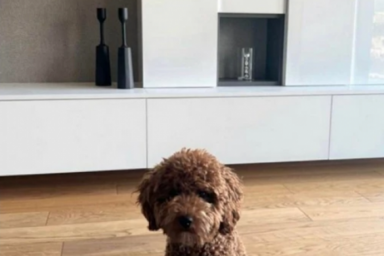 Stan Saške Veselinov i Đorđa Đokovića