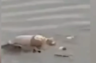 ZVER DONELA LEŠ SPASIOCIMA: Krokodil vratio telo utopljenog dečaka, neverovatan slučaj u Indoneziji  (UZNEMIRUJUĆI VIDEO)