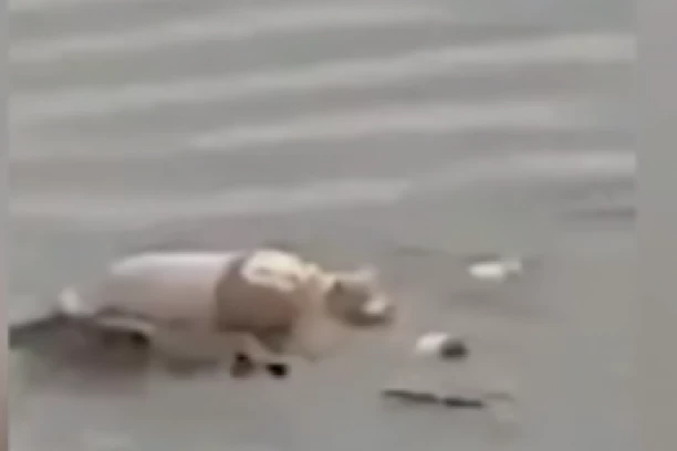 ZVER DONELA LEŠ SPASIOCIMA: Krokodil vratio telo utopljenog dečaka, neverovatan slučaj u Indoneziji  (UZNEMIRUJUĆI VIDEO)