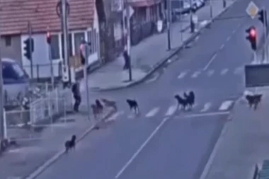 ČOPOR OD NAJMANJE 12 PASA NAPAO DEČAKA NASRED ULICE U SJENICI! Dete uletelo u kombi koji se zaustavio i tako se spaslo! (VIDEO)
