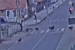 ČOPOR OD NAJMANJE 12 PASA NAPAO DEČAKA NASRED ULICE U SJENICI! Dete uletelo u kombi koji se zaustavio i tako se spaslo! (VIDEO)