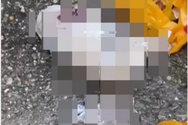 JEZIVE SCENE IZ PRIHVATILIŠTA ZA PSE U BORU! Mrtve i obezglavljene pse drže u zamrzivačima (UZNEMIRUJUĆI SNIMAK)