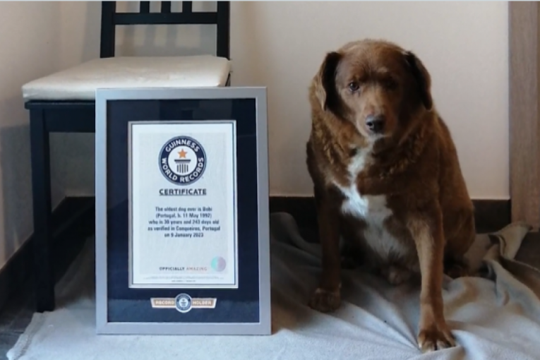 OBOREN GINISOV REKORD! Dobili smo novog najstarijeg psa na svetu! Njegova životna priča će vam slomiti srce! (VIDEO/FOTO)
