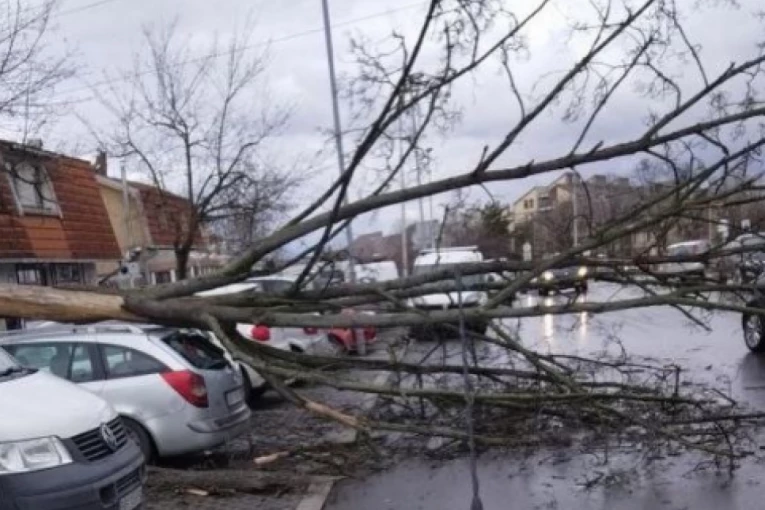 DRAMA U NOVOM SADU! Vetar oborio drvo, saobraćaj u haosu! (VIDEO)