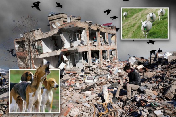 POSTOJALI JASNI ZNACI PRED RAZORNE ZEMLJOTRESE NA BLISKOM ISTOKU: Životinje u Turskoj najavile katastrofu