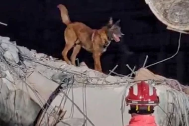 PAS ZIGI IZ SRBIJE POSTAO HEROJ: Nanjušio živu osobu ispod ruševina - trenutno se radi na njenom izvlačenju (FOTO)