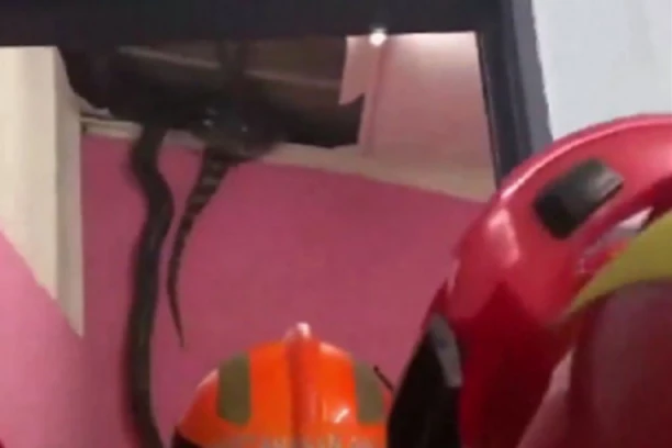 ČULA JE BUKU NA PLAFONU, PA UGLEDALA NEŠTO JEZIVO! Usred parenja propali direktno u kuću, nastao POTPUNI HAOS! (VIDEO)