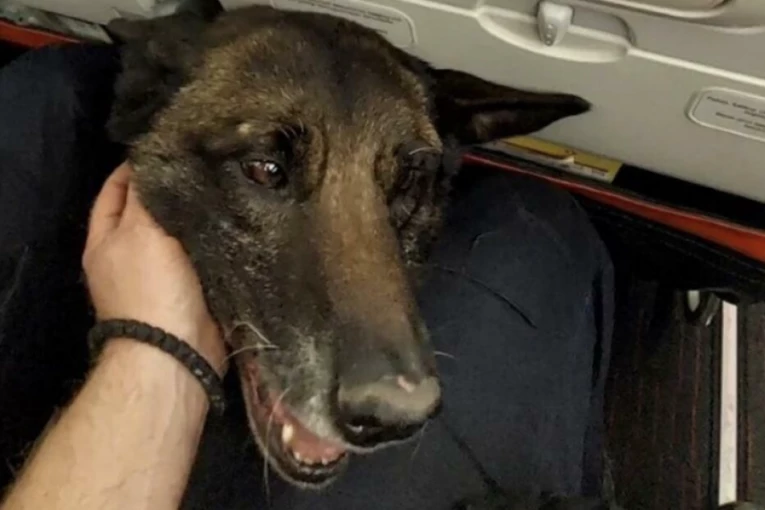 PAS ZIGI IDE U PENZIJU! Posle svega što je učinio vreme je da uživa, zna se i kod koga će ŽIVETI!