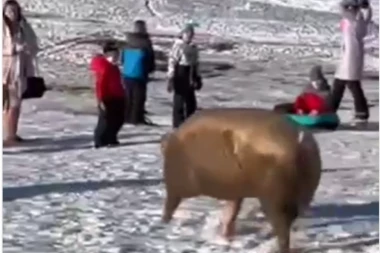 HIT SCENA NA ZLATIBORU! Blatnjava svinja upala među decu koja se sankaju, oni počeli da vrište: "VIDI, PEPA PRASE"! (VIDEO)