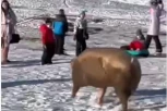 HIT SCENA NA ZLATIBORU! Blatnjava svinja upala među decu koja se sankaju, oni počeli da vrište: "VIDI, PEPA PRASE"! (VIDEO)