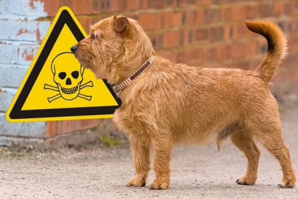 VLASNICI LJUBIMACA, OPREZ! Na OVOJ lokaciji bačene kobasice pune otrova! (FOTO)