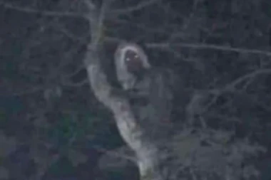 PREDSEDNIK MEKSIKA ŠOKIRAO: Ovo je dokaz da postoje mali šumski PATULJCI! (FOTO)