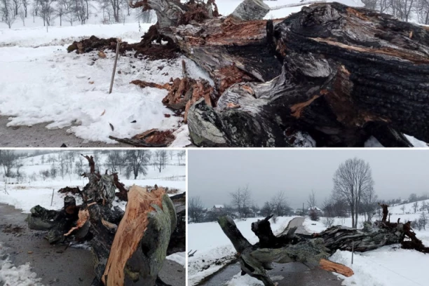 TUGA U SRPSKOM SELU! Oluja oborila BOR ZAPIS star 300 godina, meštani u suzama, ne veruju šta su zatekli ISPOD DEBLA! (FOTO)