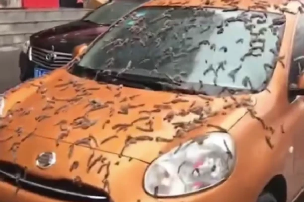 U Kini nije padala "kiša crva", evo o čemu je reč!