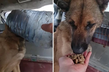 PSU U ŠAPCU STAVILI BALON NA GLAVU: Danima izgubljeno lutao, a onda je naišao Aleksandar (VIDEO)