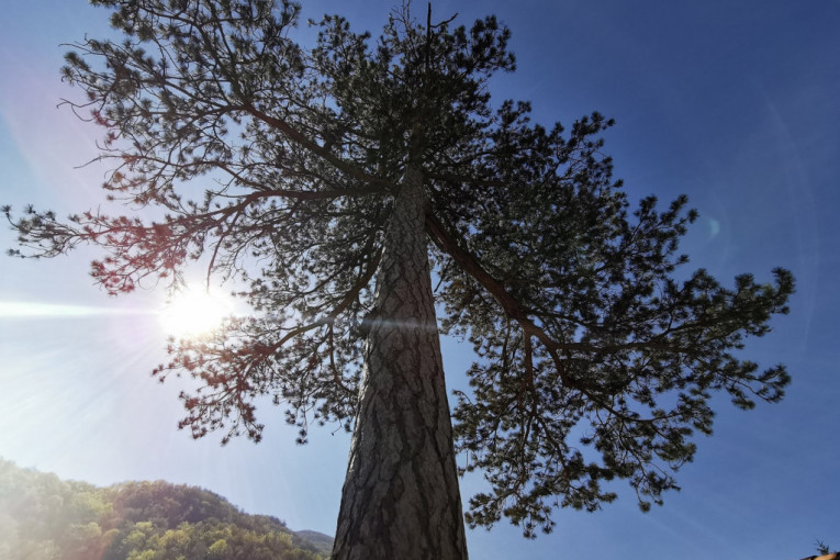 Drvo u kompleksu manastira Nikolje