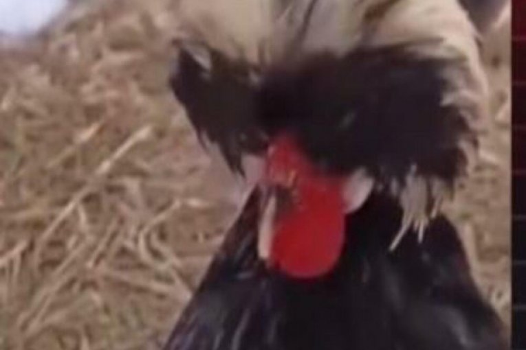 Dara Bubamara Amig show