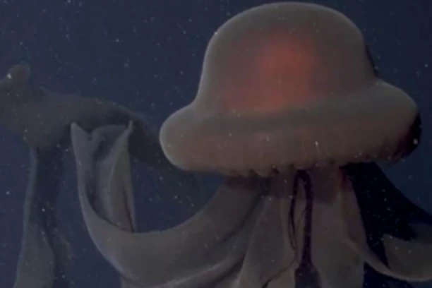 SVI SE PITAJU ŠTA JE, DŽINOVSKO STVORENJE ŠOKIRALO NAUČNIKE: Veće je i od podmornice - kao da nije sa ove planete (VIDEO)