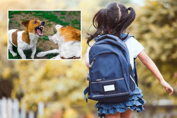 OVO SU NAJOPASNIJE RASE PASA ZA DECU: Njihova snaga je ZASTRAŠUJUĆA, napadaju  u trenutku!