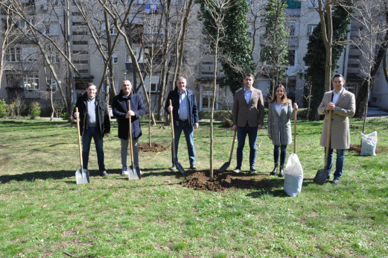 Novi platani na Savskom vencu