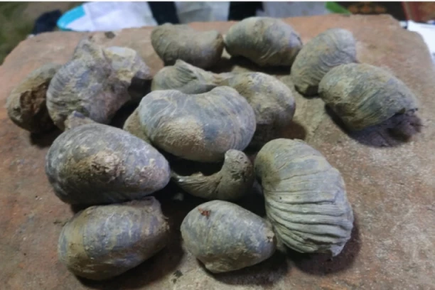 OGLAS SAŠE IZ SMEDEREVA ŠOKIRAO SRBIJU! Čovek prodaje okamenjene fosile, a cena je prva sitnica! ŠALJE IH POŠTOM, LJUDI SE PITAJU ODAKLE MU TO!