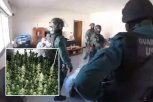 SRBIN UHAPŠEN U VELIKOJ AKCIJI ŠPANSKE POLICIJE: "Palo" sedam osoba, u kućama uzgajali marihuanu, zaplenjena i keš - evo kako su otkriveni!