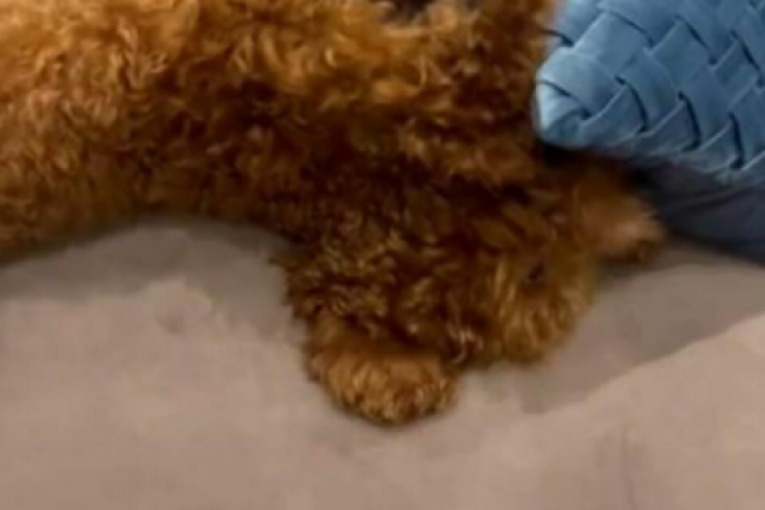 Dom Đorđa Đokovića i Saške Veselinov