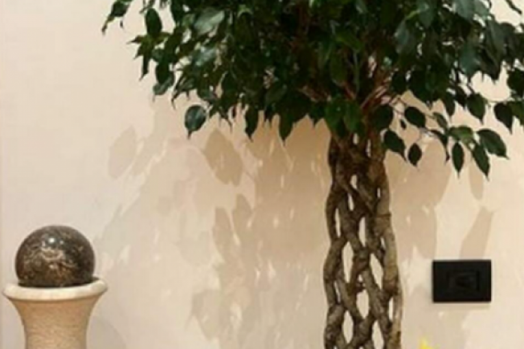 Dom Đorđa Đokovića i Saške Veselinov