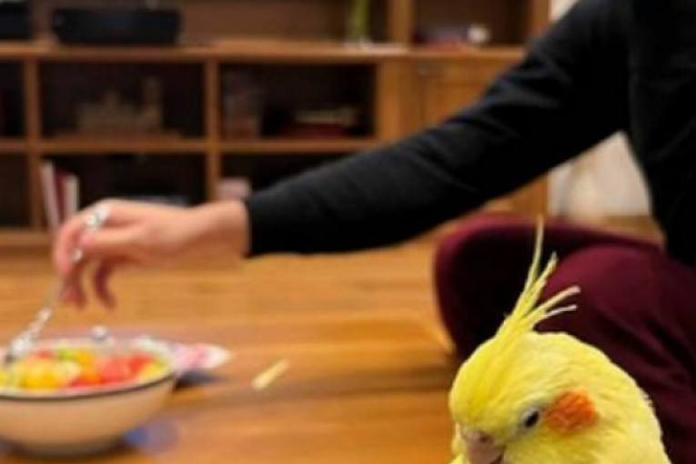 Dom Đorđa Đokovića i Saške Veselinov