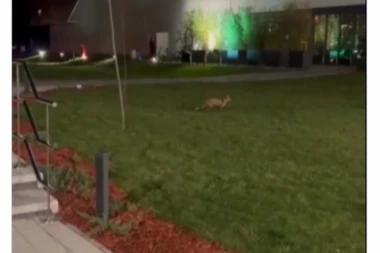 LISICA VIĐENA U NOVOM SADU, GRAĐANI U PANICI: Potvrđen drugi slučaj zaraze, JEDNU stvar nikako ne smete da radite! (VIDEO)