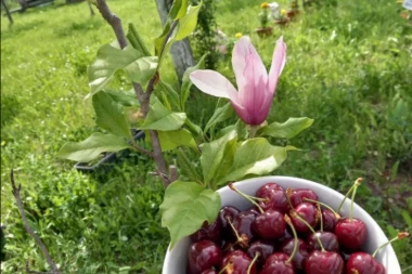 VUČIĆ OBJAVIO POBEDNIČKU FOTOGRAFIJU ZA OVU NEDELJU: Nije proleće bez talasa ružičasto belih magnolija, niti je detinjstvo bez vatrometa modrih trešanja