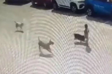 UŽAS I JEZA! DEČAKA (4) RASTRGLI PSI LUTALICE: Otac bezuspešno pokušavao da spase sina (UZNEMIRUJUĆI VIDEO)
