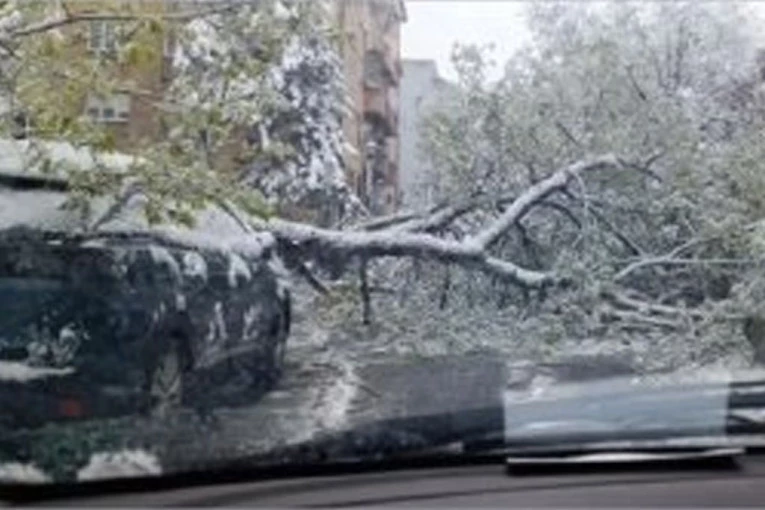 PALO DRVO NA KARABURMI: Dva automobila skroz uništena, treće vozilo oštećeno, blokiran saobraćaj (FOTO)